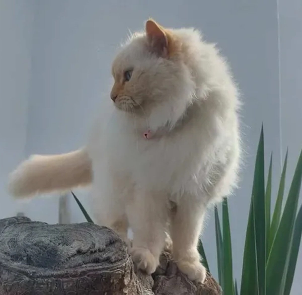 Gata desaparecida en Puerto del Carmen