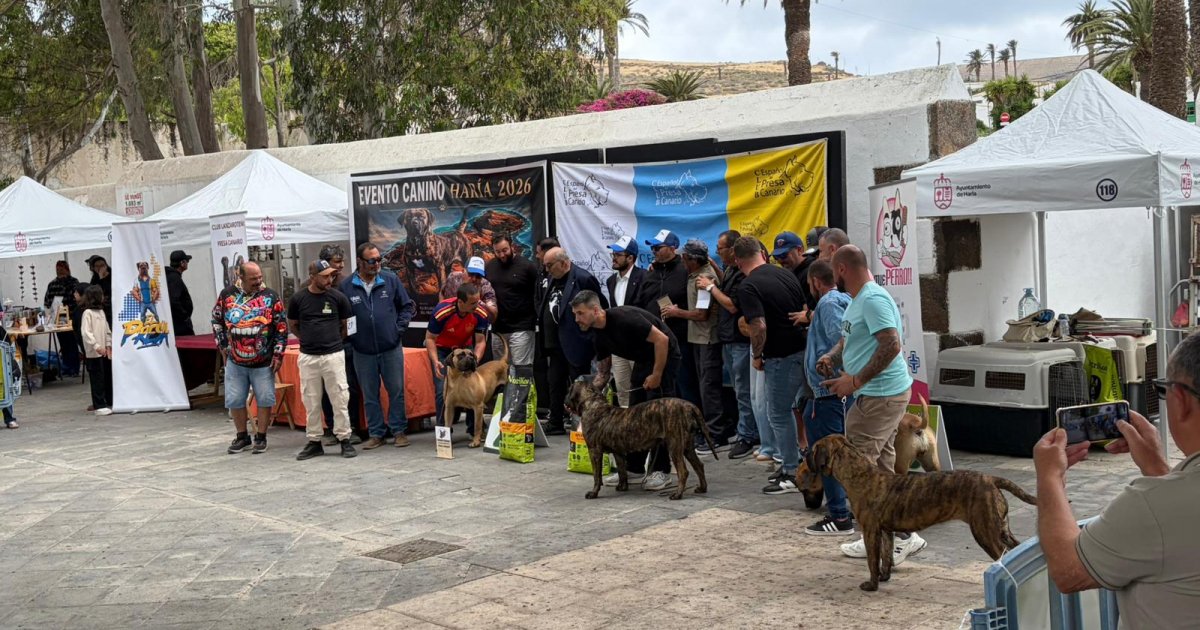 Triumph in Haría 2026: The Presa Canario Shines at Its Annual Celebration