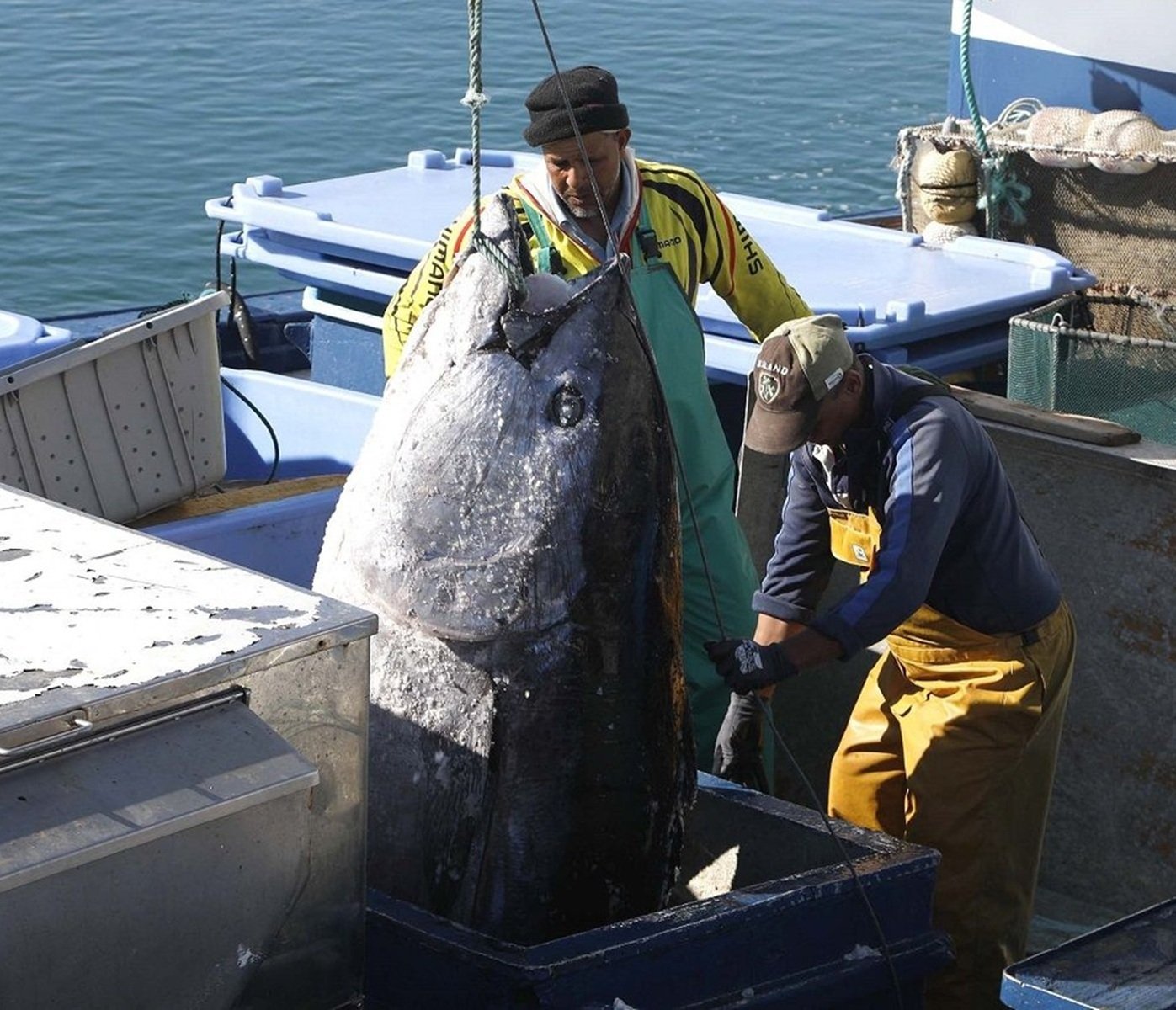Trabajadores cargando un atún en el Puerto de Arrecife