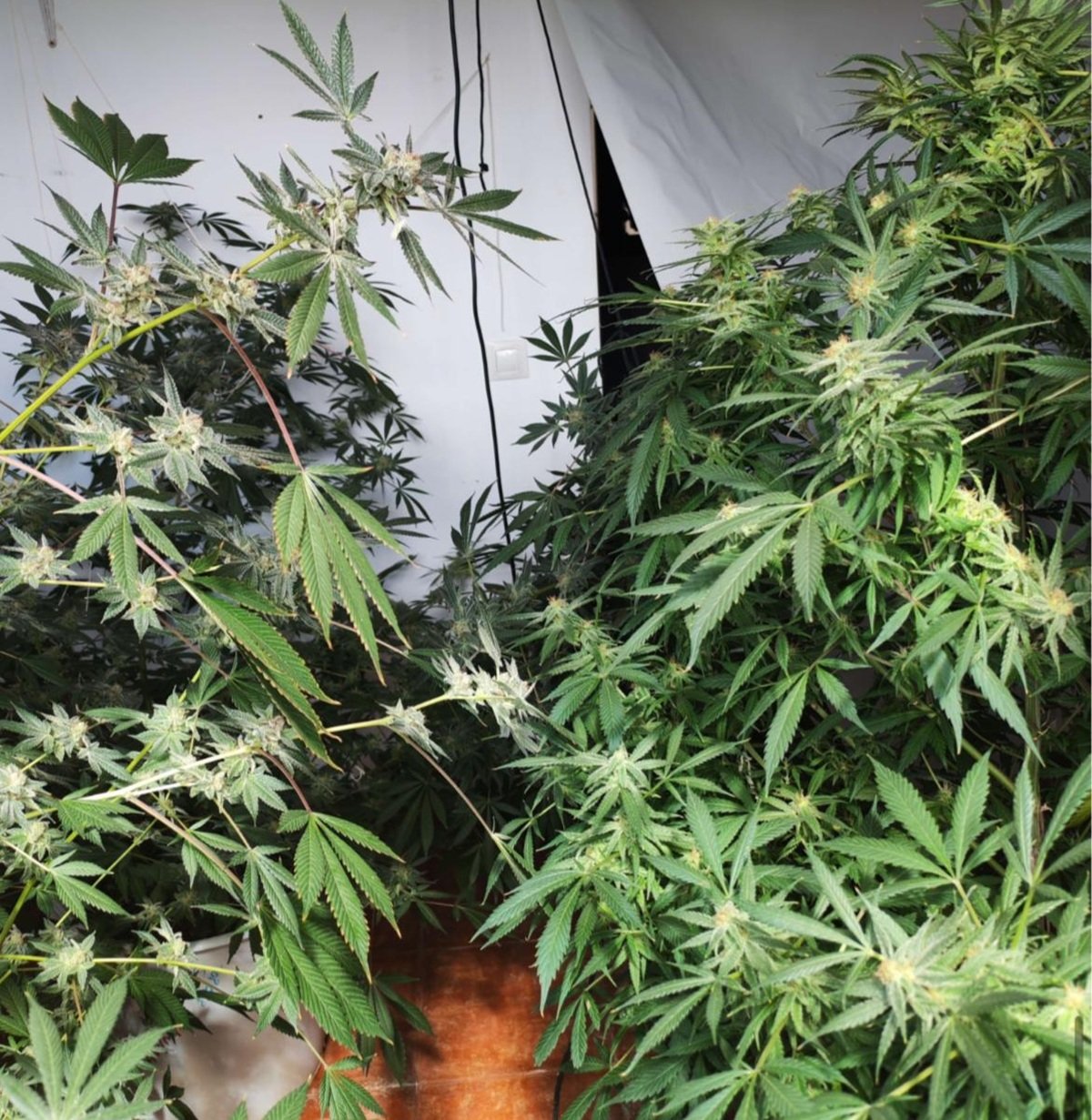 Cultivo de marihuana en el interior de la vivienda