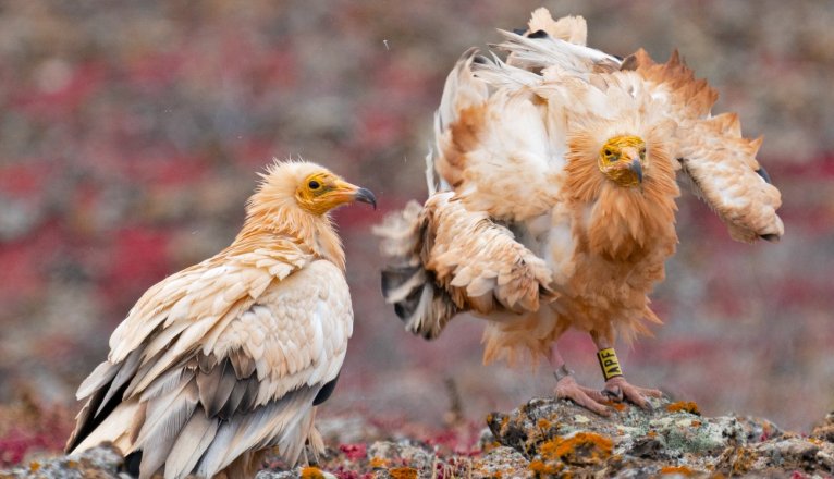 A pair of Egyptian vultures. Photo: Aitor Gil. 
