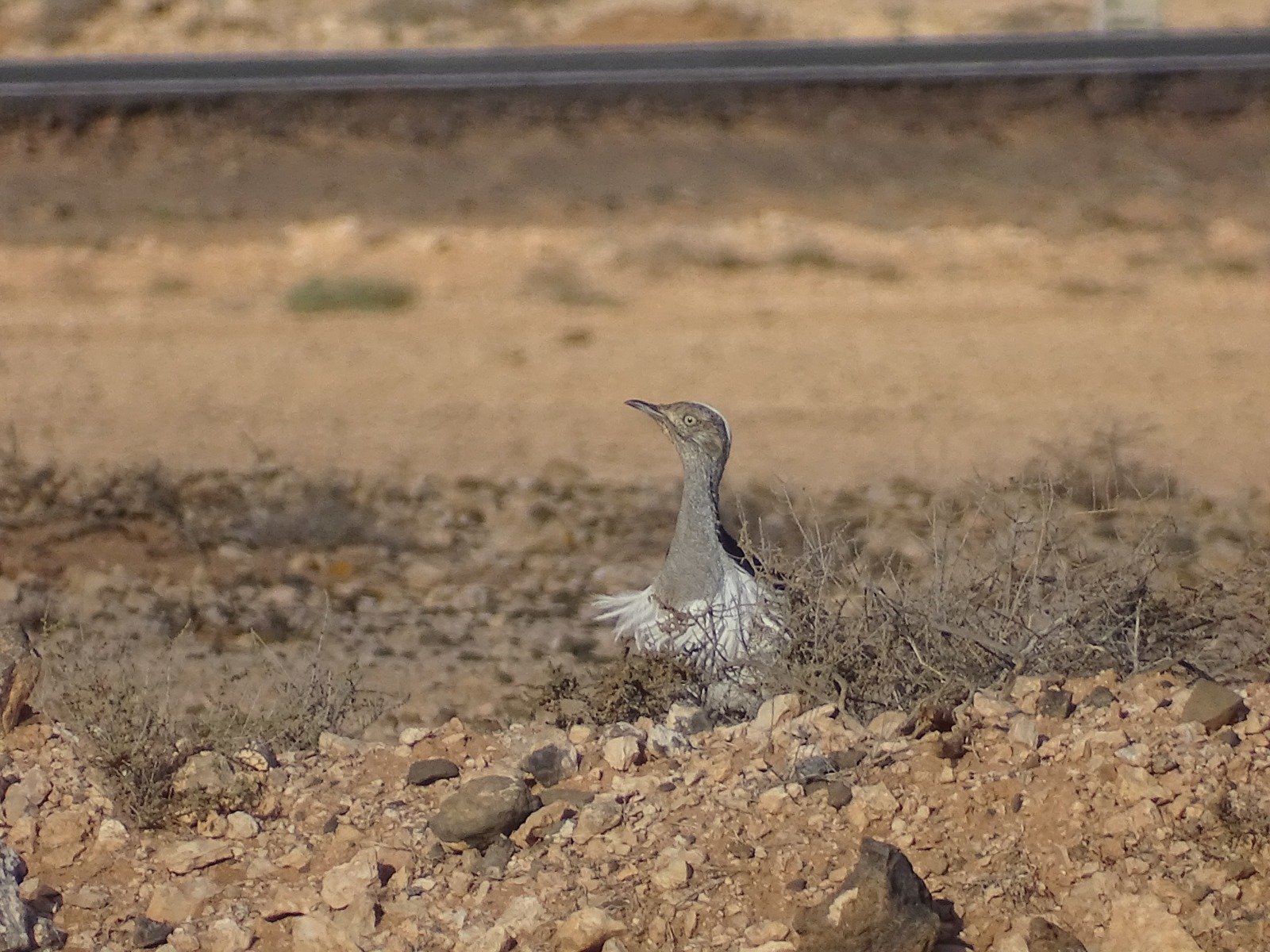 Un ejemplar de hubara canaria (Chlamydotis undulata fuertaventurae). Foto: Alberto Ucero.
