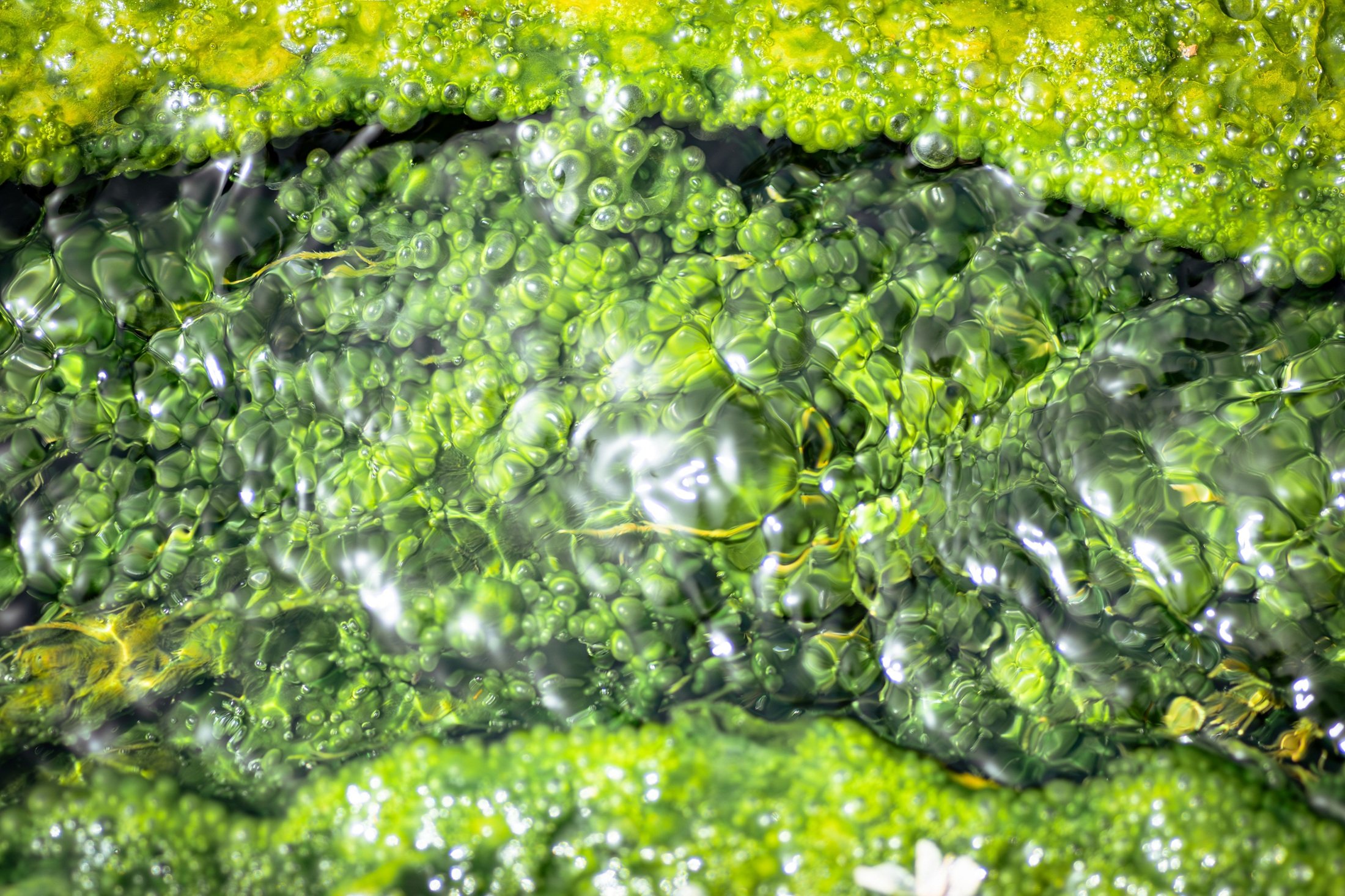Imagen de microalgas. Foto: Pexels