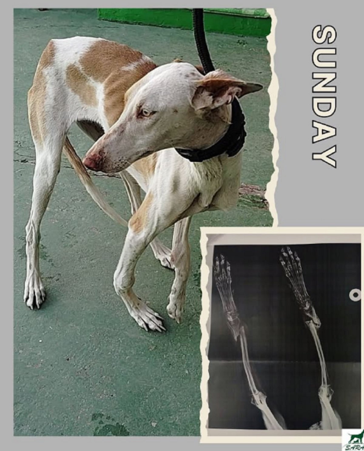 La podenco Sunday.