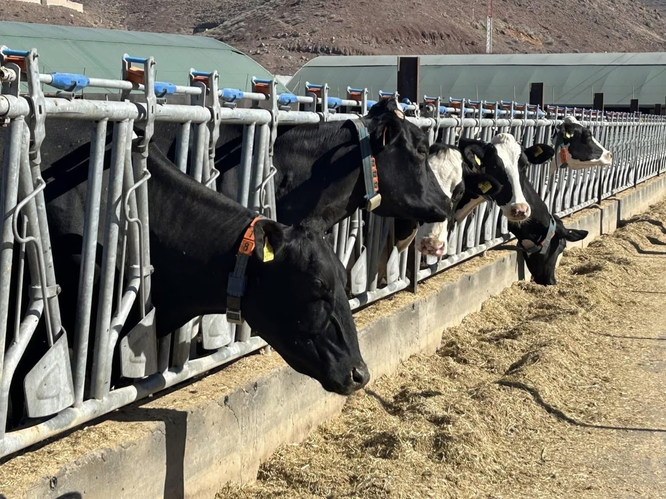 Vacas en una granja. Agricultura y ganadería.
