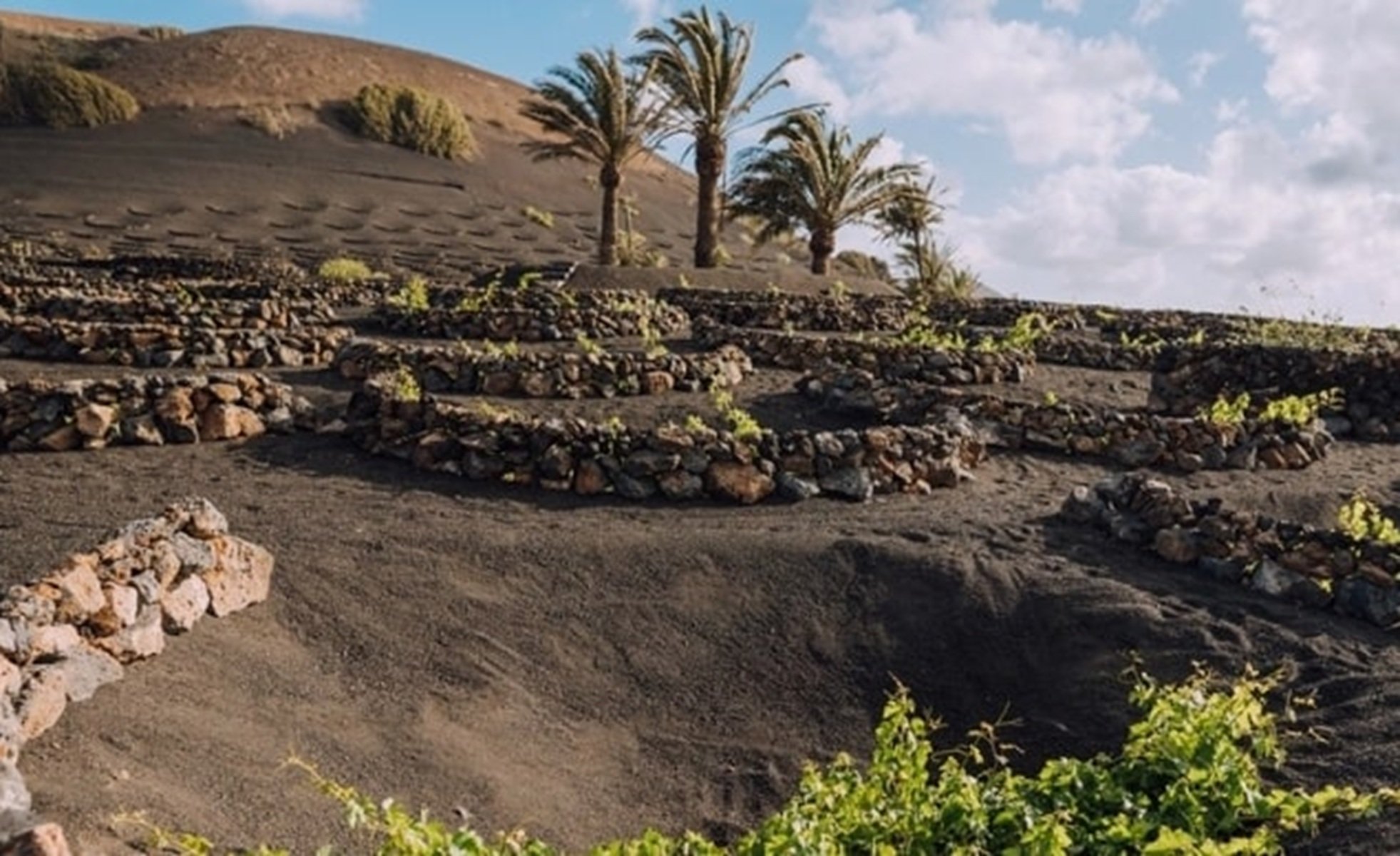 Viñedos de la bodega premiada en Lanzarote.