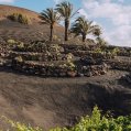 Viñedos de la bodega premiada en Lanzarote.
