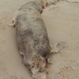 Aparece en Fuerteventura el cadáver de otro delfín, que llevaría muerto "entre 25 y 30 días"
