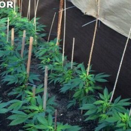 La Guardia Civil desarticula una plantación de 364 plantas de marihuana en Lanzarote