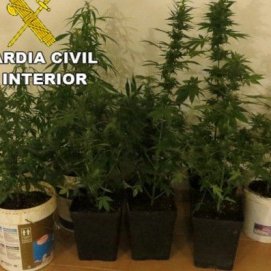 Detenidas tres personas que llevaban varias plantas de marihuana en un coche