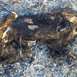 Aparece el cadáver de un perro calcinado en Guatiza