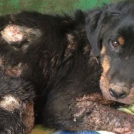 La protectora Sara rescata a un perro abandonado en Tinajo que sufría sarna y que tenía "llagas en carne viva" en todo su cuerpo