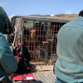 La Guardia Civil denuncia a 11 personas en una inspección de caza en Lanzarote 