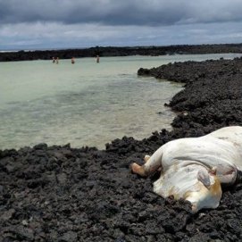 Denuncian el "olor nauseabundo" por el cadáver de una vaca que lleva al menos cinco días en Caletón Blanco