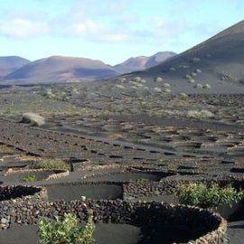 El Juzgado rechaza otra solicitud de Jacón que perseguía el cierre de dos bodegas en La Geria