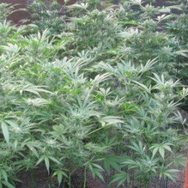 Dos detenidos y 382 plantas de marihuana intervenidas en Órzola
