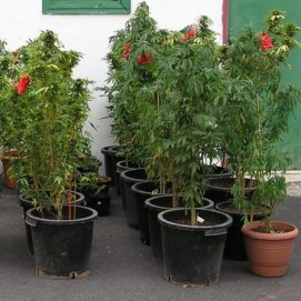 Descubierta una plantación de Marihuana en una vivienda de la capital grancanaria