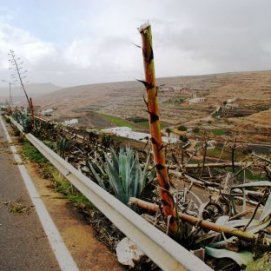 El Cabildo inicia la campaña de reparto de arena a las fincas afectadas por la tormenta tropical Delta