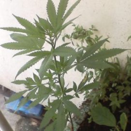 La Guardia Civil detiene a tres personas en Famara al encontrar marihuana en sus viviendas