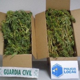 Detenido un joven que cultivaba marihuana en su casa de Playa Blanca