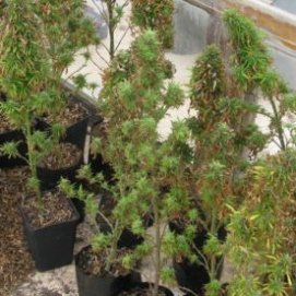 La Guardia Civil detiene a un hombre de 39 años, tras encontrar 56 plantas de marihuana en su vivienda de Teguise