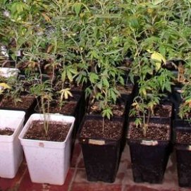 La Policía Nacional encuentra una plantación de marihuana en una vivienda de Arrecife, a la que acudió por una denuncia de malos tratos