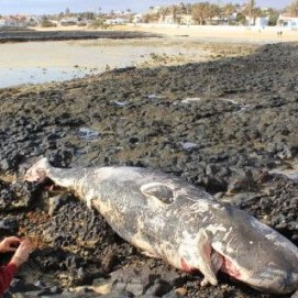 Aparece en Corralejo el cadáver de un cachalote de 4,5 metros de largo, que llevaba varios días muerto y a la deriva entre Lobos y Lanzarote