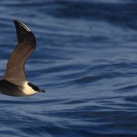 BirdLife pedirá que el Banco de la Concepción, situado al norte de Lanzarote, sea declarado Zona Especial de Protección para las Aves