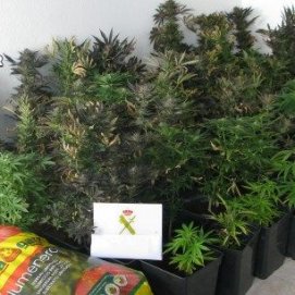 La Guardia Civil detiene a un hombre acusado de tener una plantación de marihuana en una montaña de Tinajo