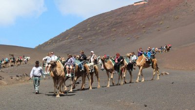 Paseos a camello en Timanfaya