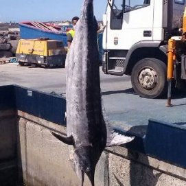 Un marlín de 300 kilos aparece muerto en Papagayo