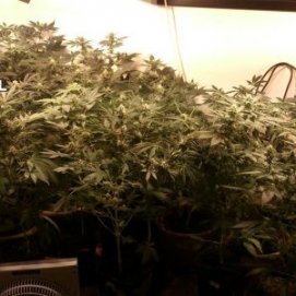 Detenido un hombre en Puerto del Carmen con un cultivo de 65 plantas de marihuana en su casa