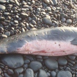Aparece el cadáver de otro cachalote pigmeo en la costa de Fuerteventura