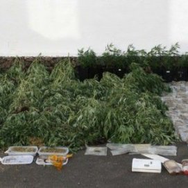 Cámaras de seguridad y dos perros protegían la plantación de marihuana desmantelada en Tías