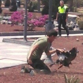 Atrapan un águila que llevaba al menos dos días suelta por Arrecife