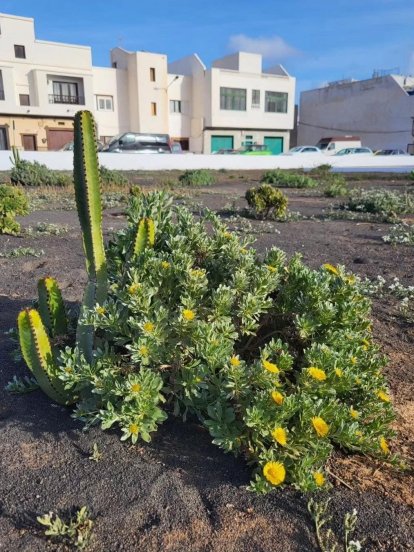 Iniciativa de Arrecife Natura