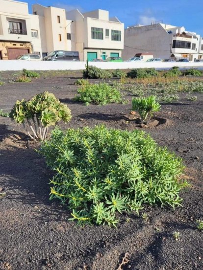 Iniciativa de Arrecife Natura