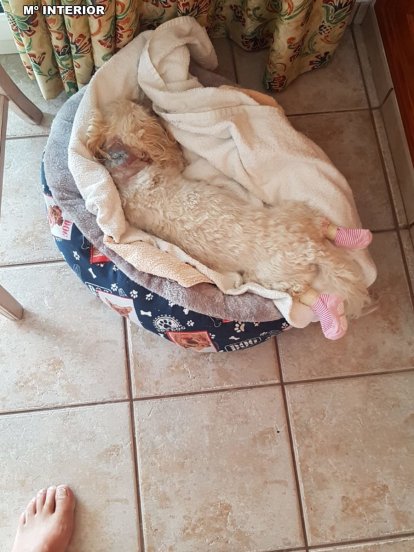 Animales afectados por los ataques de los perros