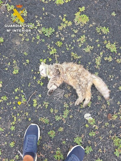 Animales afectados por los ataques de los perros