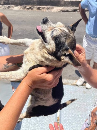 Momento del rescate del perro