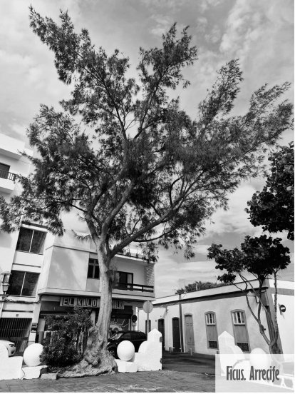 Árboles singulares de Lanzarote. Foto: Cedida por Rafael Paredes