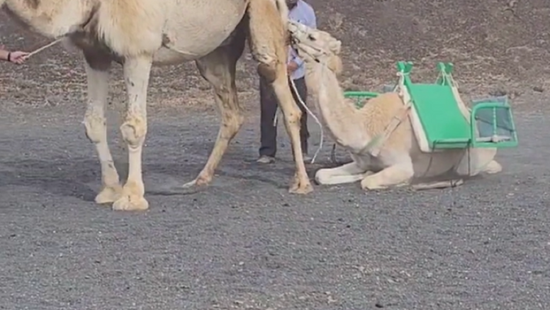 Una cría de camello obligada a llevar a turistas en Timanfaya