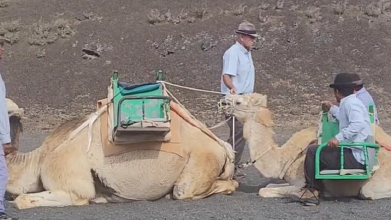 Los turistas subidos a la cría de camello en Timanfaya