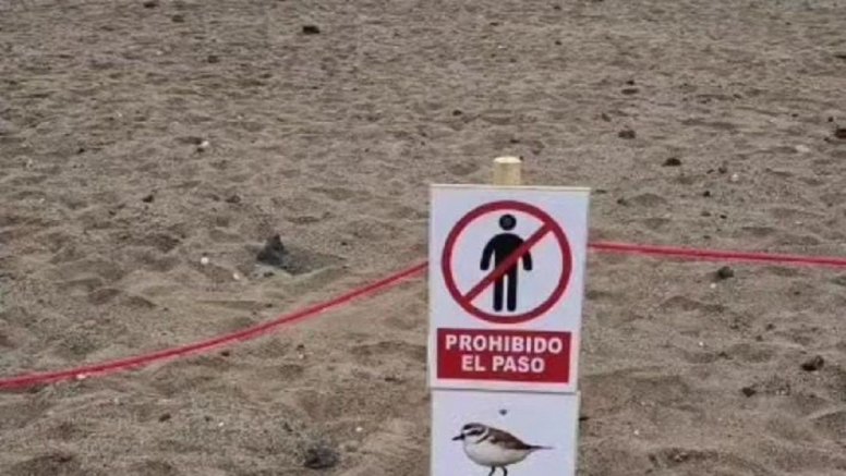 Zona de la especie protegida de chorlitejo en Playa Honda