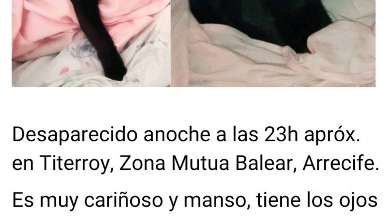 El gato desaparecido en Titerroy