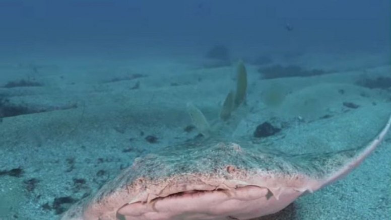 Un ejemplar de tiburón ángel o angelote, en peligro crítico de extinción. Foto: Felipe Ravina