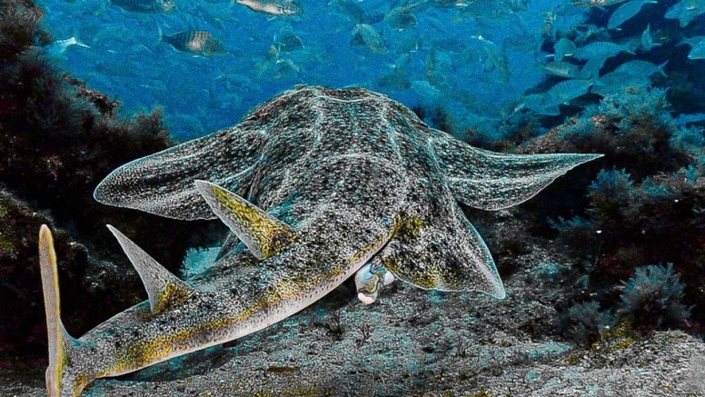 Un ejemplar de tiburón ángel o angelote, en peligro crítico de extinción. Foto: Felipe Ravina