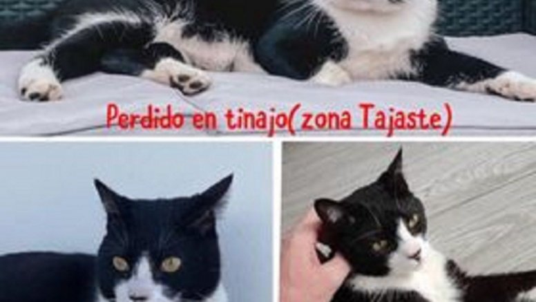 El gato Neko, tiene un chip y collar amarillo