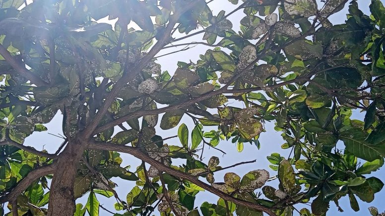 Árboles en el barrio de Titerroy con cochinilla