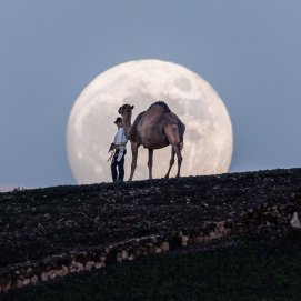 Fotografía del camello y la luna Autora: Rosa